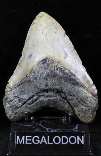 Giant Megalodon Tooth - North Carolina #26479